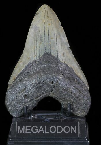 Fossil Megalodon Tooth - Massive Tooth #66147